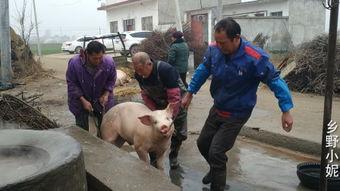 猪交配过程高清视频,高清视频揭秘繁殖奥秘