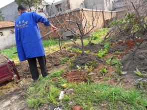 桔子树修剪技术视频,视频教程精华概述