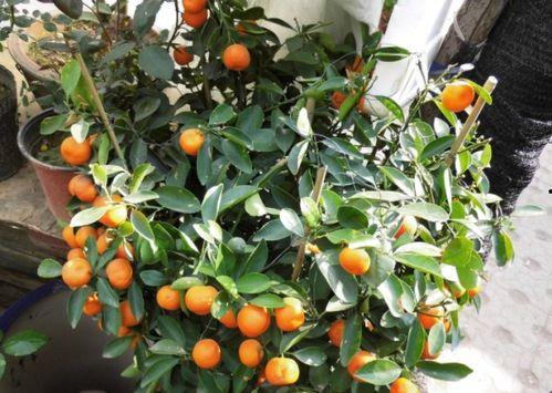 桔子树修剪技术视频,视频教程精华概述