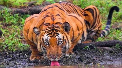 老虎喝水视频,揭秘野生老虎的饮水瞬间