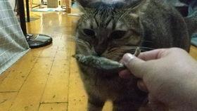 小猫咪舞蹈视频,小猫咪舞蹈视频萌翻网友