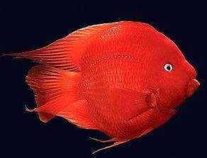 财神鱼视频,揭秘财富增长的秘密武器