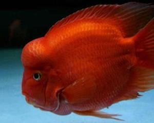 财神鱼视频,揭秘财富增长的秘密武器