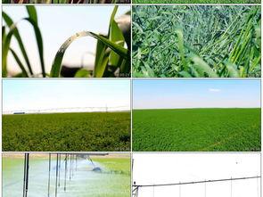 灌溉农业视频,科技助力农业发展的创新实践