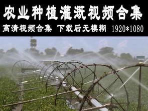 灌溉农业视频,科技助力农业发展的创新实践