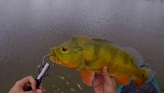 鱼咬架视频,揭秘鱼儿间的“咬架”大战