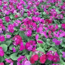 大花花 微拍视频,捕捉生活瞬间，展现美好时光