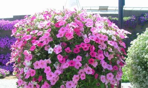 大花花 微拍视频,捕捉生活瞬间,展现美好时光