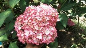 大花花 微拍视频,捕捉生活瞬间,展现美好时光