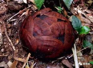 食人花吃人视频真实,食人花捕食真相,真实食人花吃人视频曝光