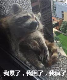 浣熊君视频,揭秘浣熊的趣味生活与生态智慧